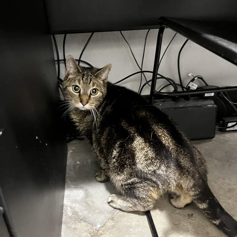 A senior large-sized male Brown / Chocolate Domestic Short Hair cat named Daniel for adoption in Tampa, FL