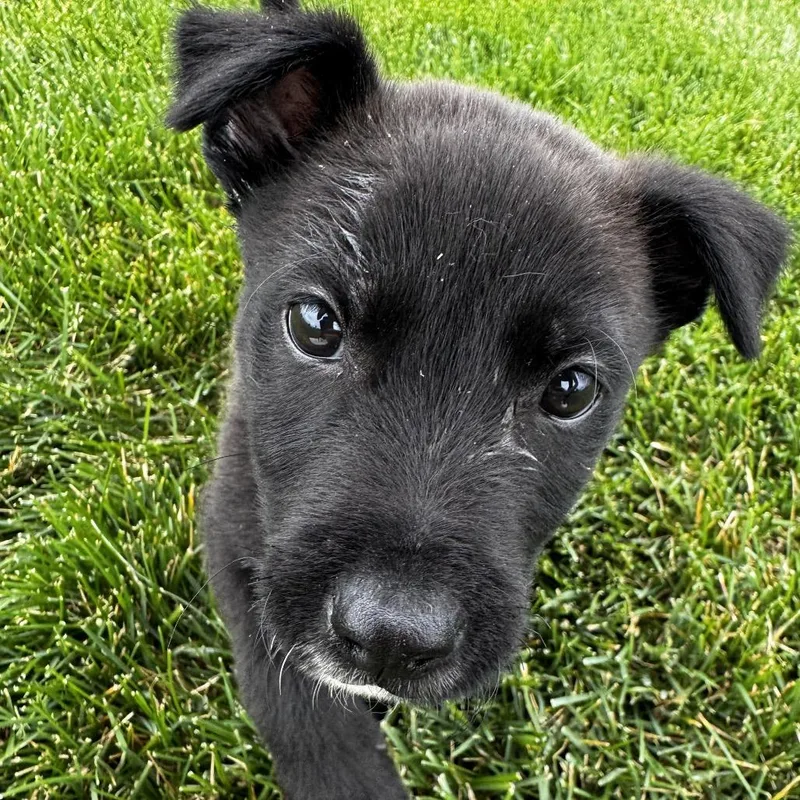 A baby small-sized male Black Mixed Breed dog named Wojapi for adoption in Buffalo, MN