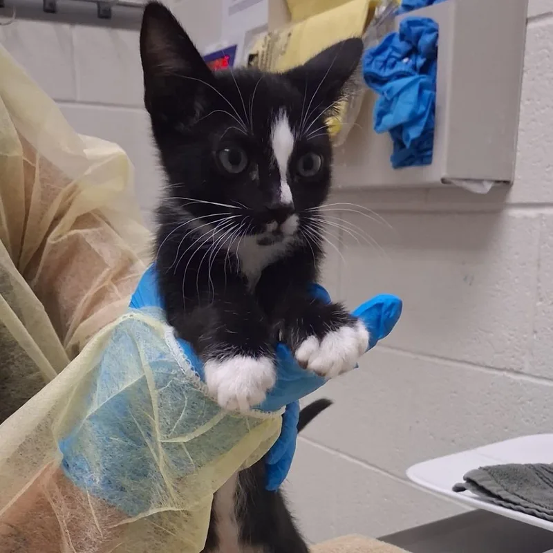 A baby small-sized male Black Domestic Short Hair cat named Flower for adoption in Murray, UT