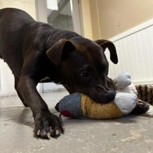 An adult medium-sized female Brown / Chocolate Mixed Breed dog named Unique for adoption in Greenville, SC