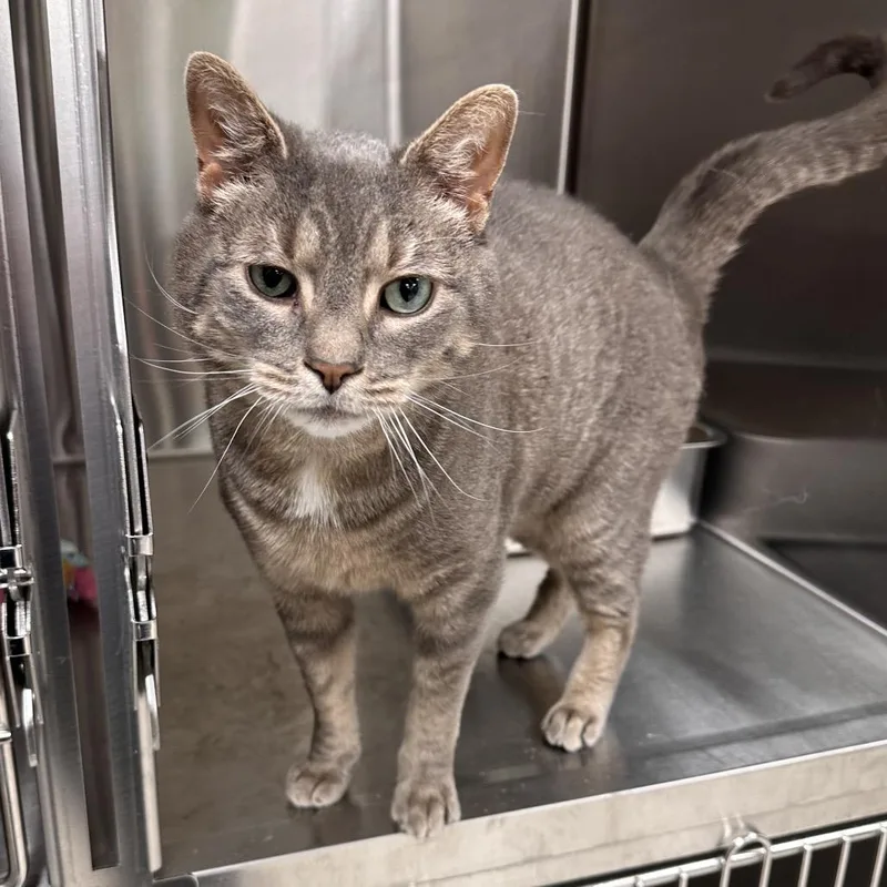 An adult large-sized male Gray / Blue / Silver Domestic Short Hair cat named Shedder for adoption in East Smithfield , PA