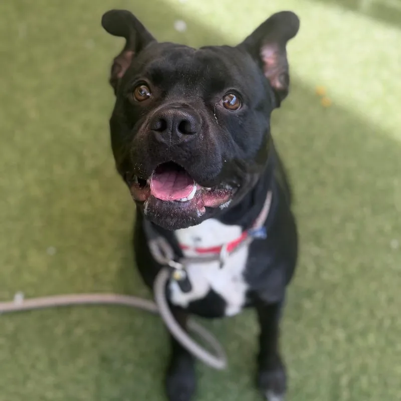 An adult medium-sized female Black Mixed Breed dog named WooWoo for adoption in Asheville, NC
