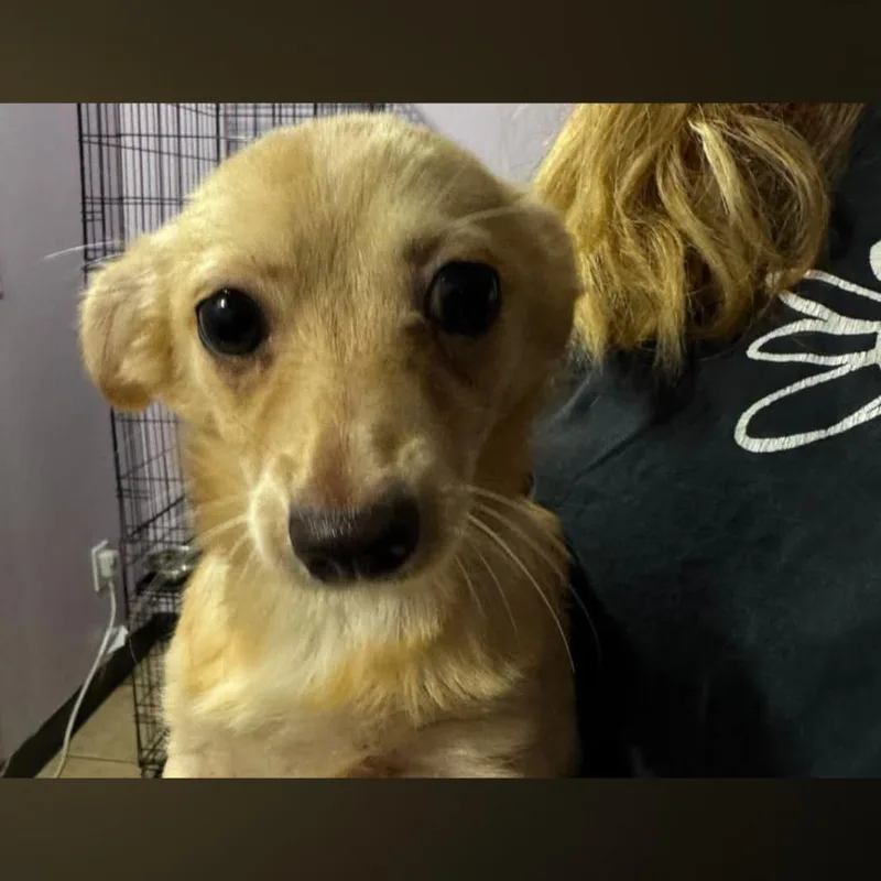 A baby small-sized female Yellow / Tan / Blond / Fawn Miniature Dachshund dog named Java for adoption in West Plains, MO
