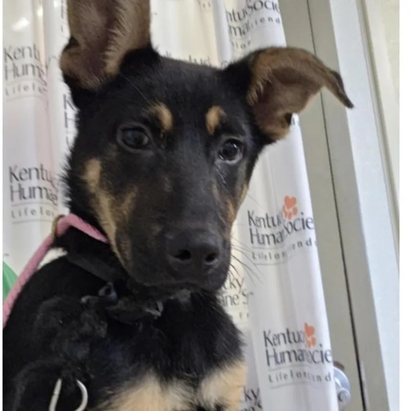 A baby small-sized female Brown / Chocolate German Shepherd Dog dog named Ella for adoption in Springboro, OH