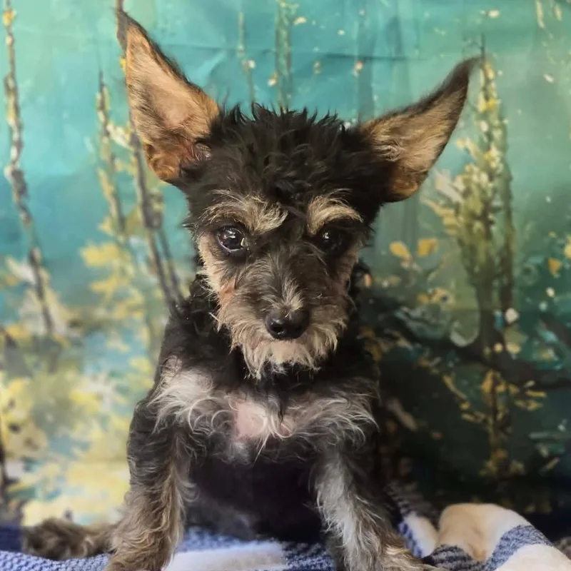 A young small-sized male Chihuahua dog named Florian for adoption in Tylertown, MS