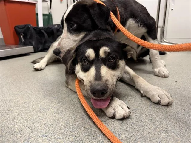 A young large-sized male German Shepherd Dog dog named Pepper for adoption in Ontario, CA