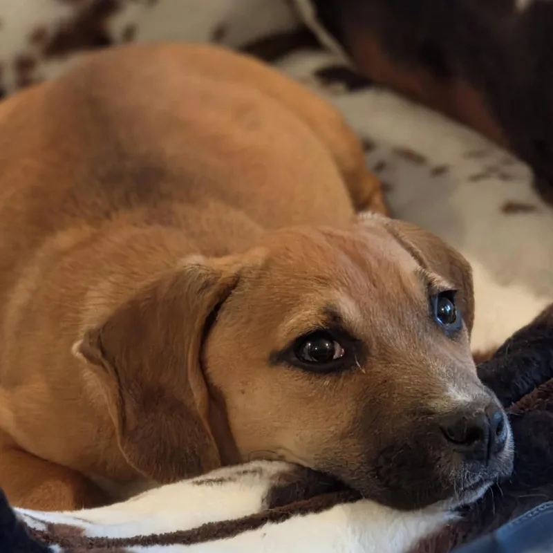A baby small-sized female Yellow / Tan / Blond / Fawn Beagle dog named Bonnie for adoption in Bessemer, AL