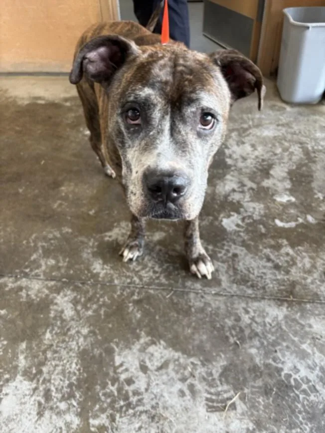 A senior large-sized male Pit Bull Terrier dog named Maximus for adoption in Olivehurst, CA