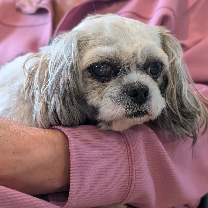 An adult small-sized male Shih Tzu dog named Tyler for adoption in Fenton, MI