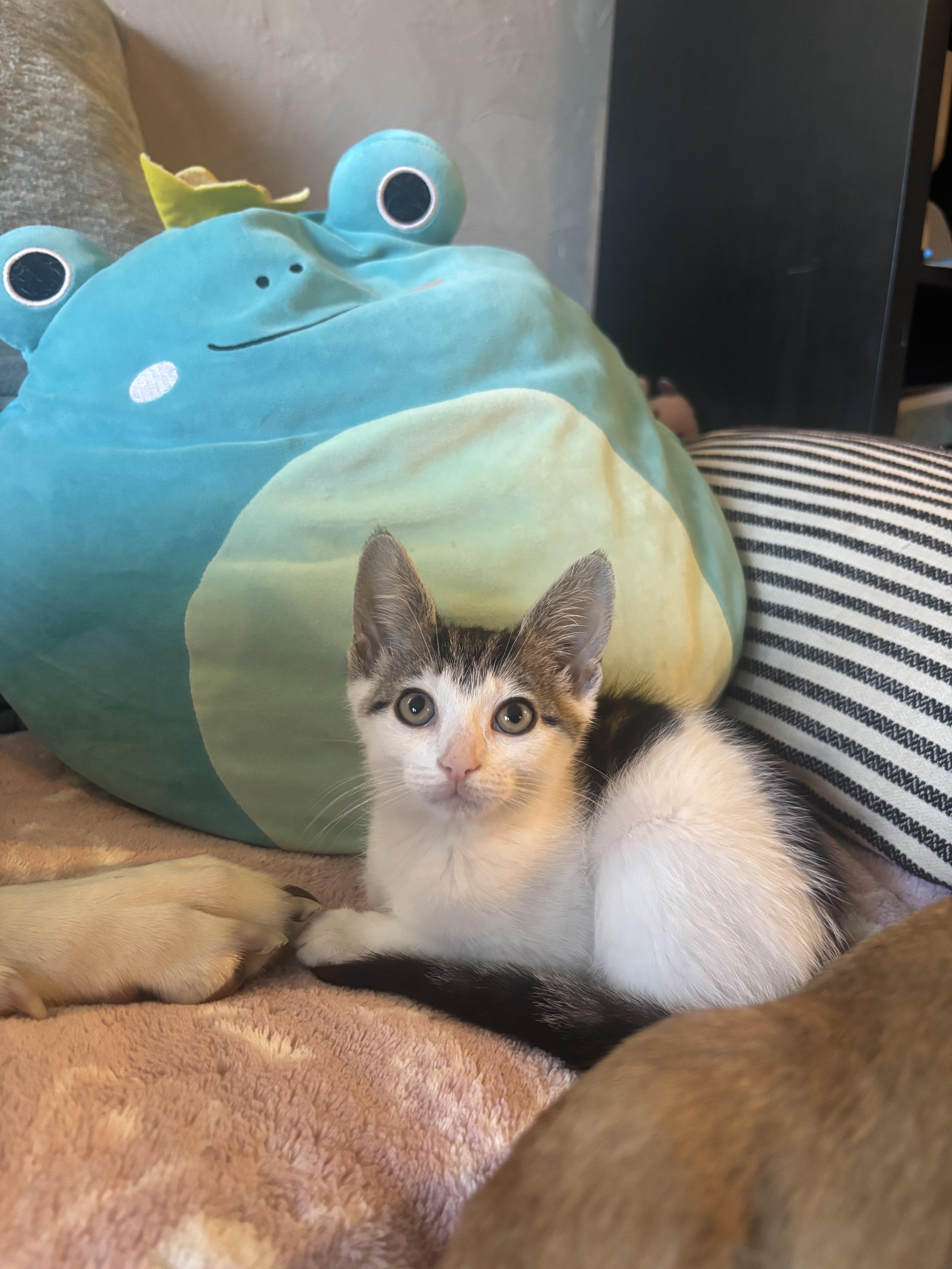 A baby medium-sized male Domestic Short Hair cat named Wilson for adoption in Haddon Heights, NJ