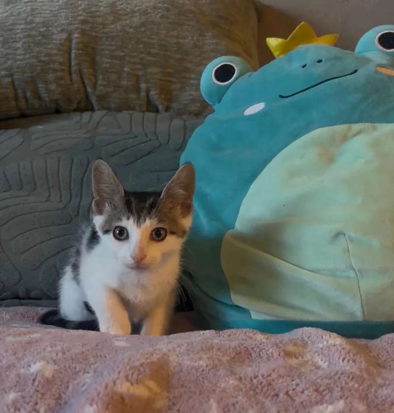 Wilson thumbnail 2