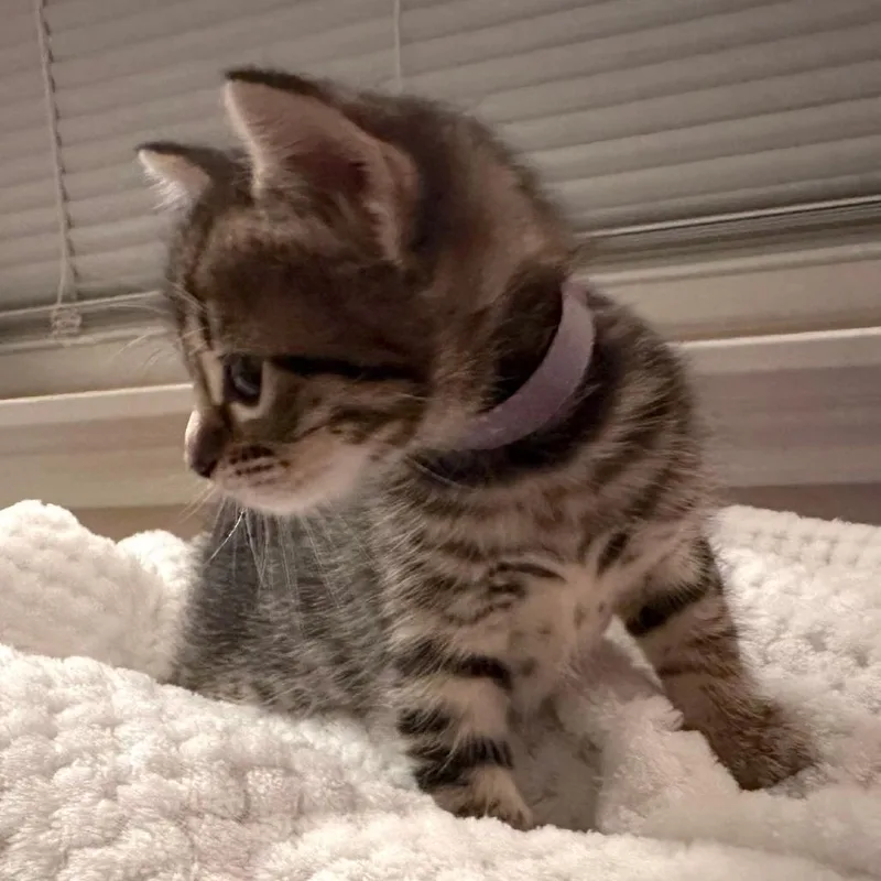 A baby small-sized female Brown / Chocolate Domestic Short Hair cat named Rosebud for adoption in Houston, TX