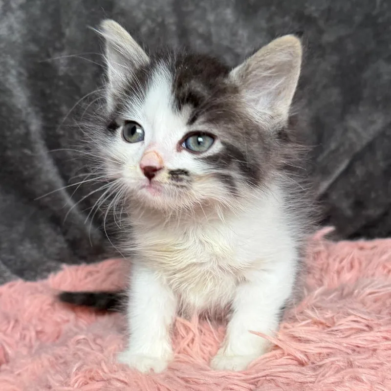 A baby small-sized male Gray / Blue / Silver Domestic Medium Hair cat named Mustachio for adoption in Huntsville, AL