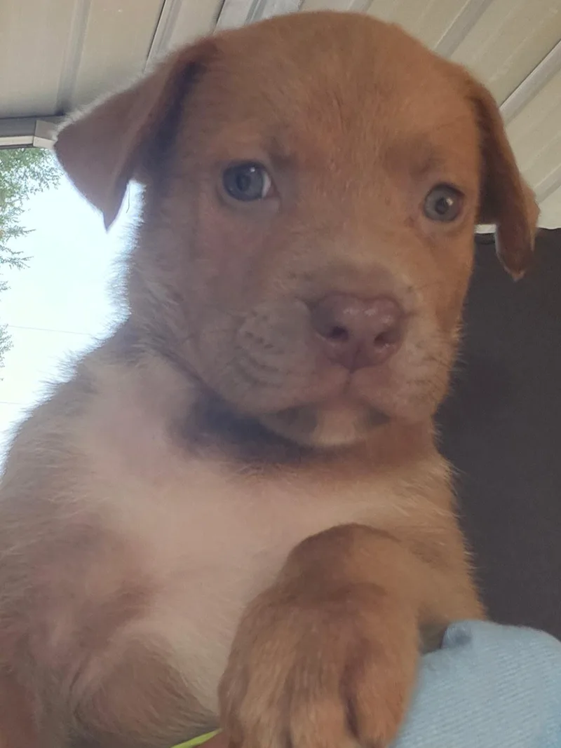 A baby medium-sized male Mixed Breed dog named Nash for adoption in Fairfield, NJ