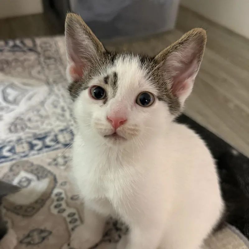 A baby small-sized male Brown / Chocolate Domestic Short Hair cat named Butters for adoption in New Port Richey, FL