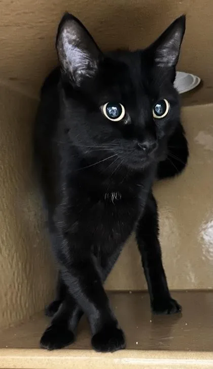An adult small-sized female Domestic Short Hair cat named Marge for adoption in Phoenix, AZ