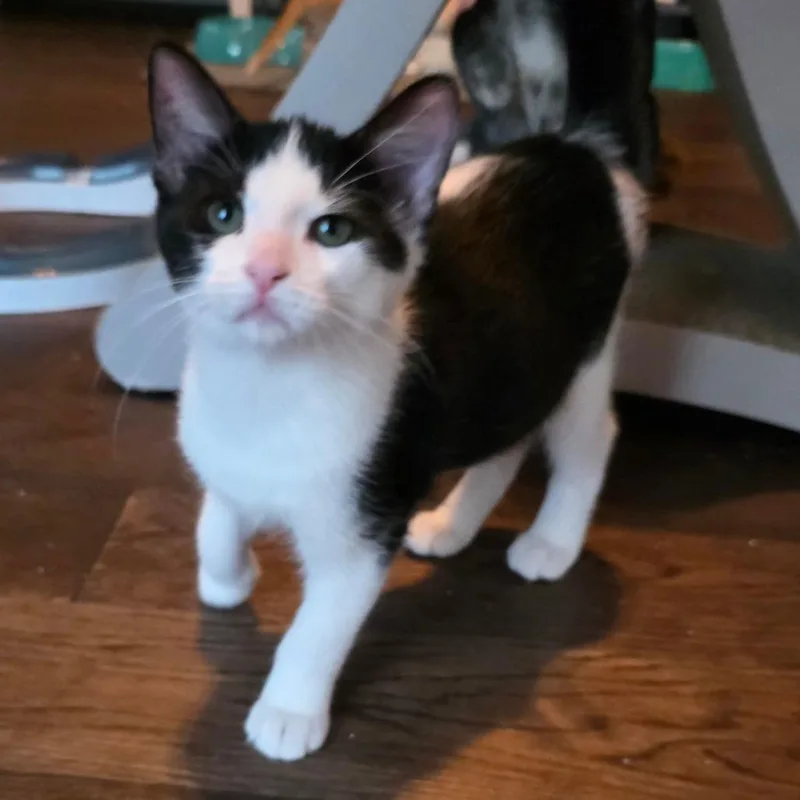 Cassius thumbnail 3