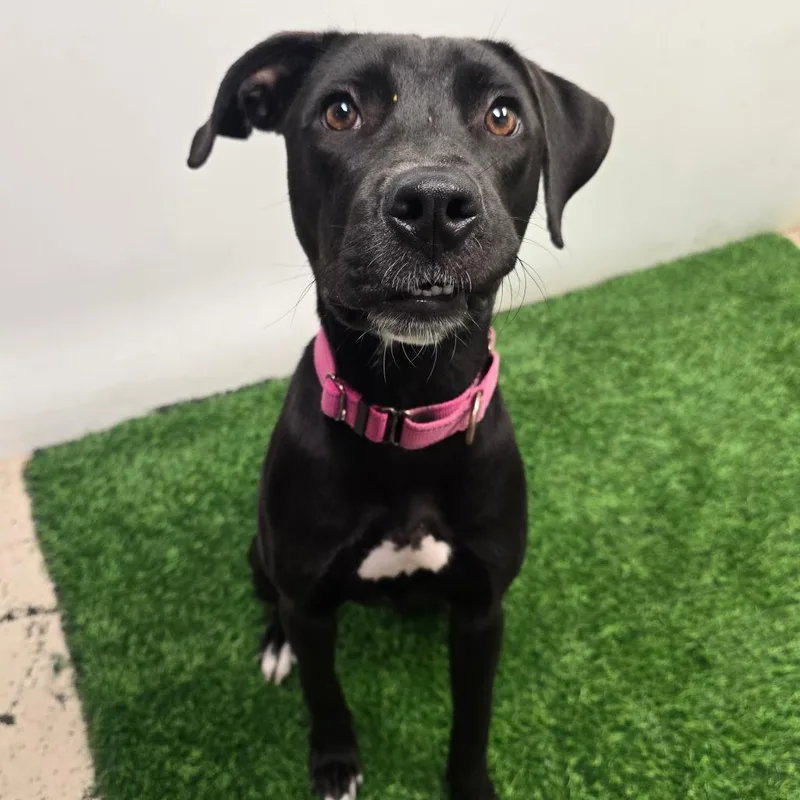 A young medium-sized female Black Mixed Breed dog named Conga for adoption in Columbia, MO