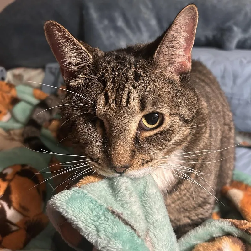 An adult small-sized male Brown / Chocolate Domestic Short Hair cat named Earl for adoption in Middle Village, NY