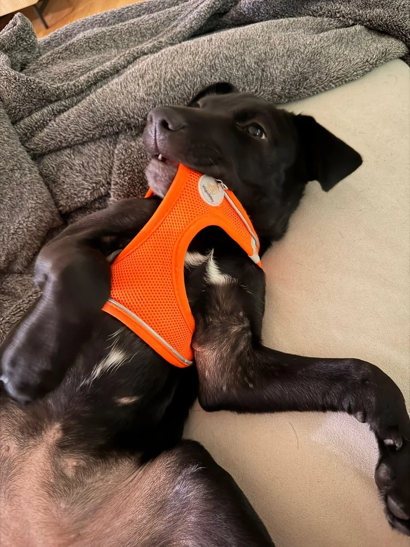A baby medium-sized female Black Labrador Retriever dog named Uma for adoption in Milwaukie, OR