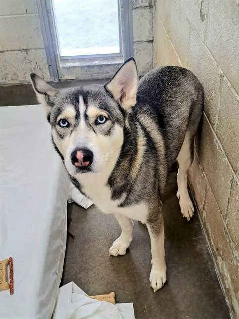 An adult large-sized female Siberian Husky dog named Yuki for adoption in Easton, MD