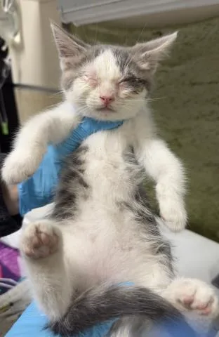 A baby small-sized male Domestic Short Hair cat named Tinman for adoption in Riverside, CA