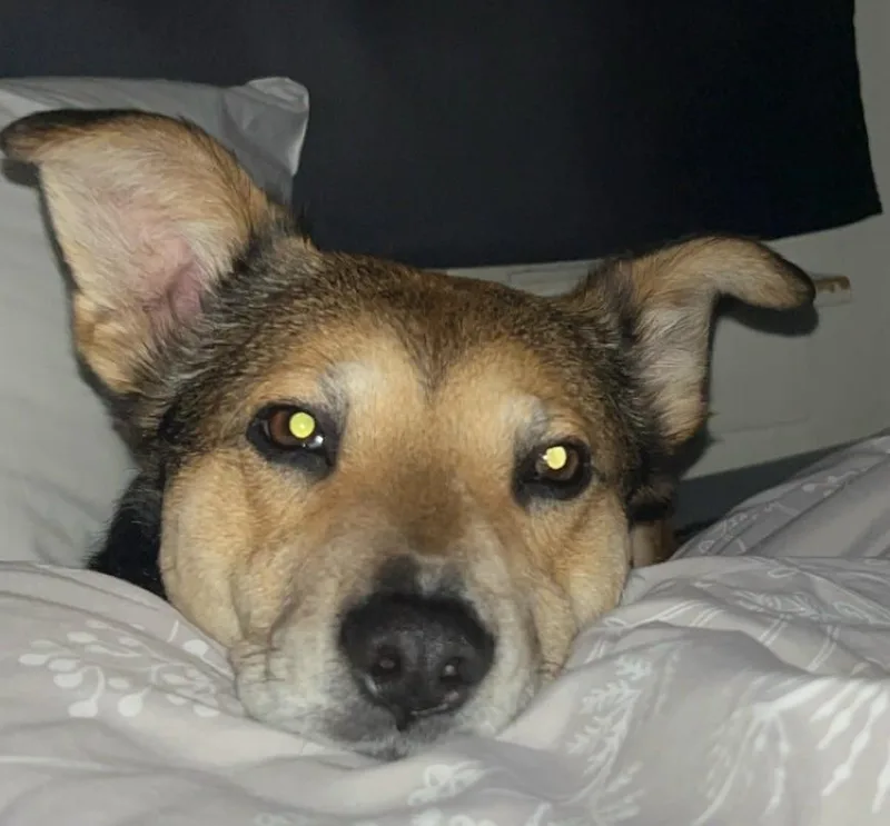 A senior medium-sized male Tricolor (Brown, Black, & White) Cattle Dog dog named Cooper for adoption in Gardiner, NY