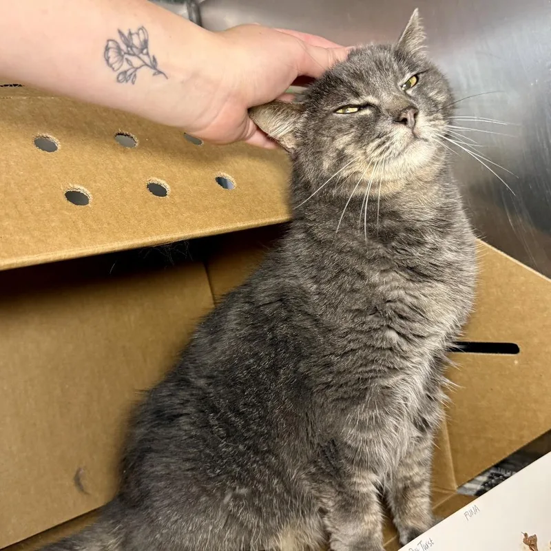 A senior medium-sized female Gray / Blue / Silver Domestic Medium Hair cat named Plot Twist for adoption in Austin, TX