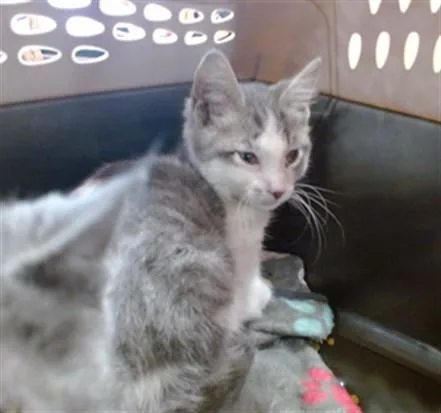 A baby small-sized male Domestic Short Hair cat named Lucky for adoption in Louisville, KY