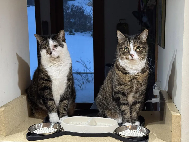 A senior medium-sized male Domestic Short Hair cat named Chuck & Chip Bonded for adoption in Herndon, VA