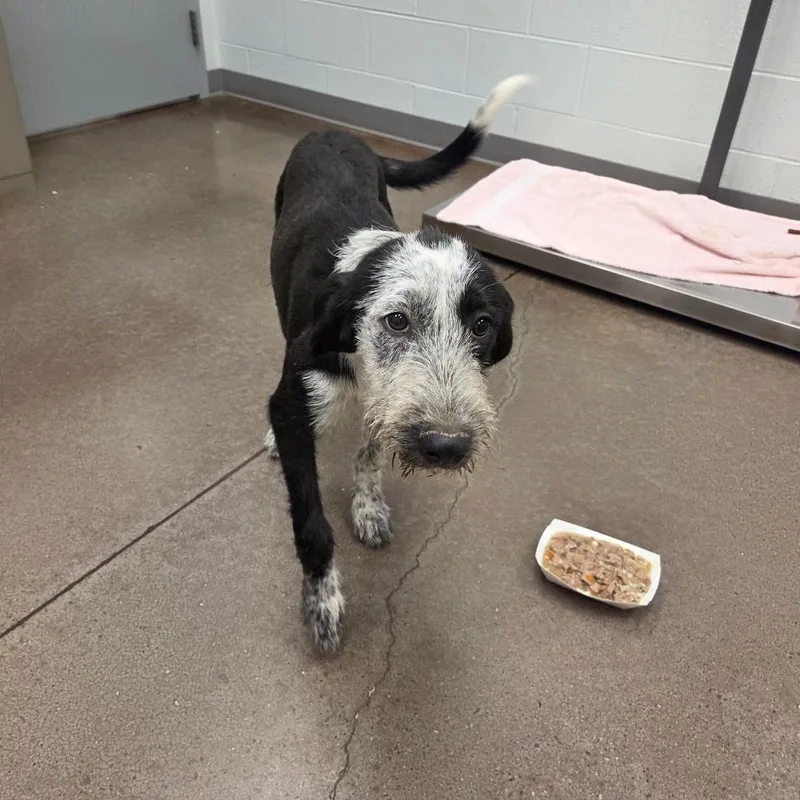 A young small-sized female Black Terrier dog named Kiki for adoption in Chattanooga, TN