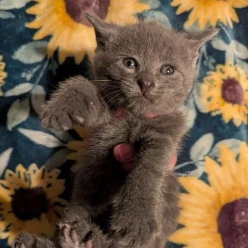A baby small-sized female Gray / Blue / Silver Domestic Short Hair cat named Bronte for adoption in Wilmington, DE