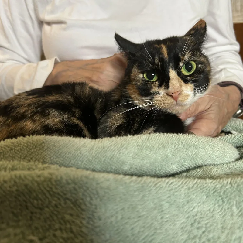 An adult small-sized female Tortoiseshell cat named Luna for adoption in Sherman Oaks, CA