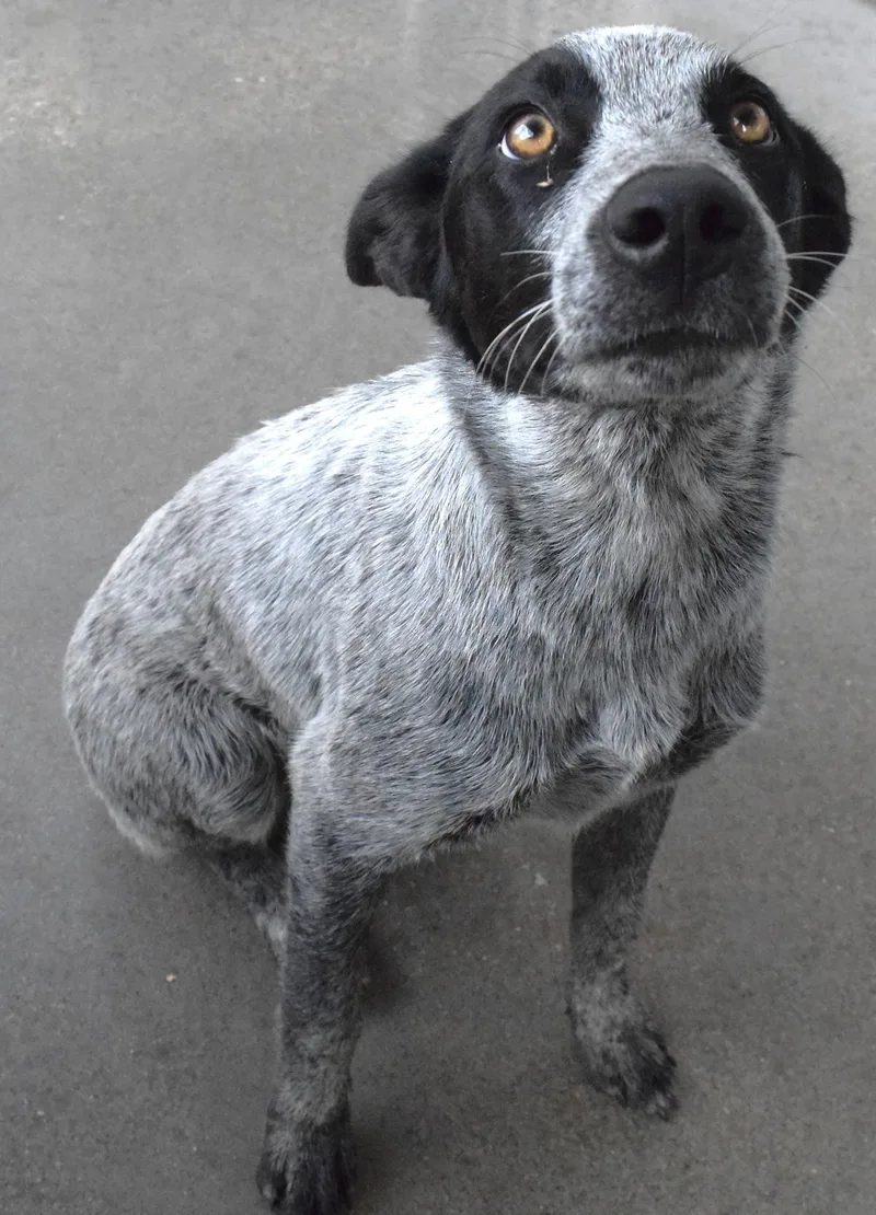 A young medium-sized male Black Australian Cattle Dog / Blue Heeler dog named 22330 for adoption in Broken Arrow, OK