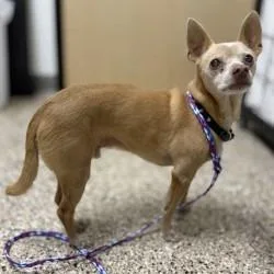 A senior small-sized male Yellow / Tan / Blond / Fawn Chihuahua dog named Dog for adoption in Bullhead City, AZ