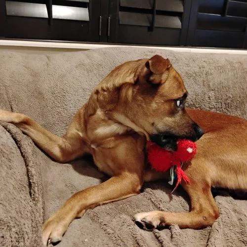 A baby large-sized male Brown / Chocolate Black Mouth Cur dog named Hank for adoption in Fort Lauderdale, FL