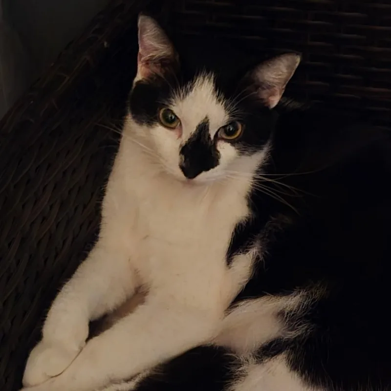 An adult large-sized female Domestic Short Hair cat named Chloe for adoption in West Palm Beach, FL