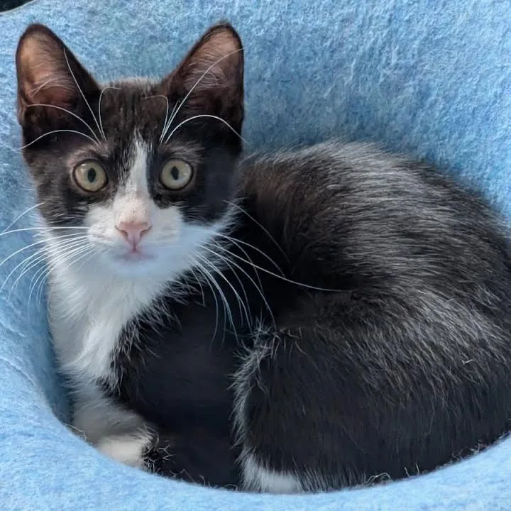 A baby small-sized male Black Domestic Short Hair cat named Clover for adoption in Galveston, TX