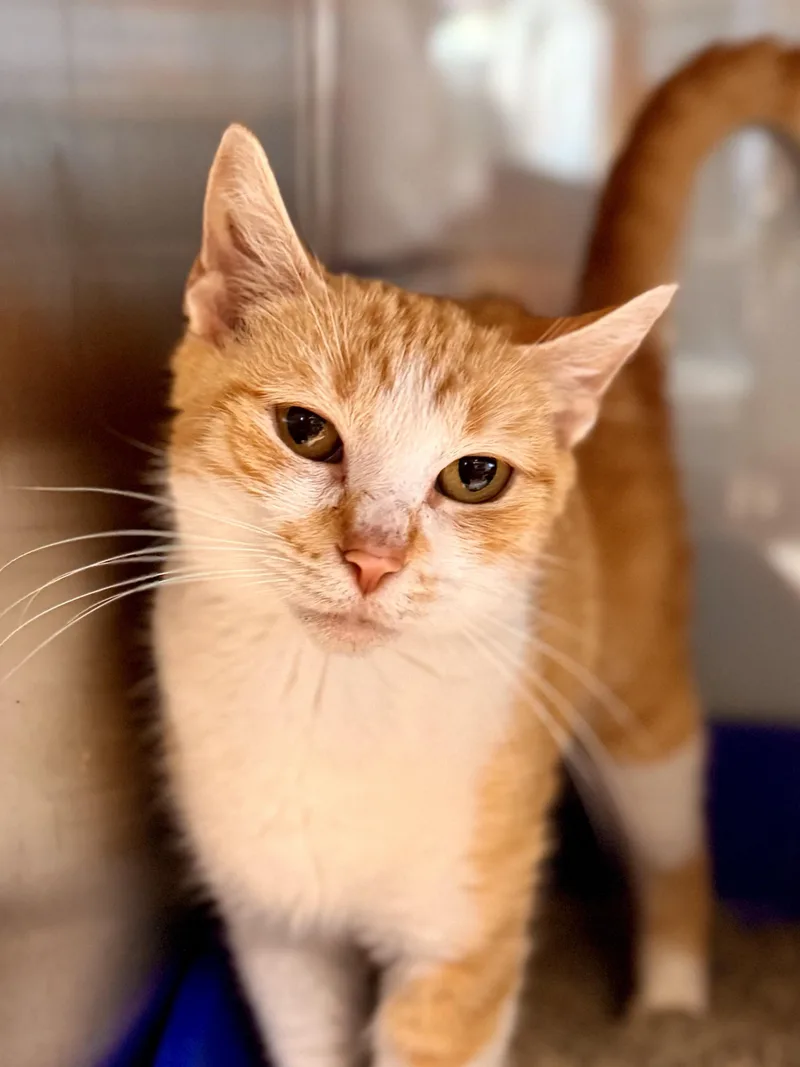 A young medium-sized female Orange & White Domestic Short Hair cat named Clementine for adoption in Midland, MI