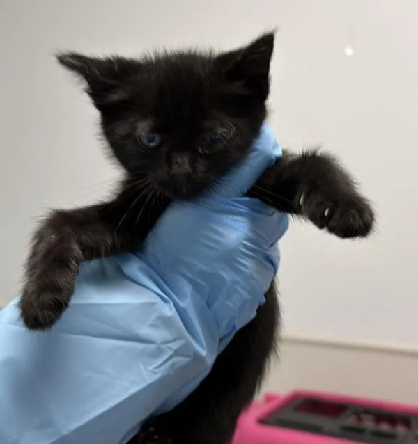 A baby small-sized female Domestic Short Hair cat named Lollapalooza for adoption in Escondido, CA