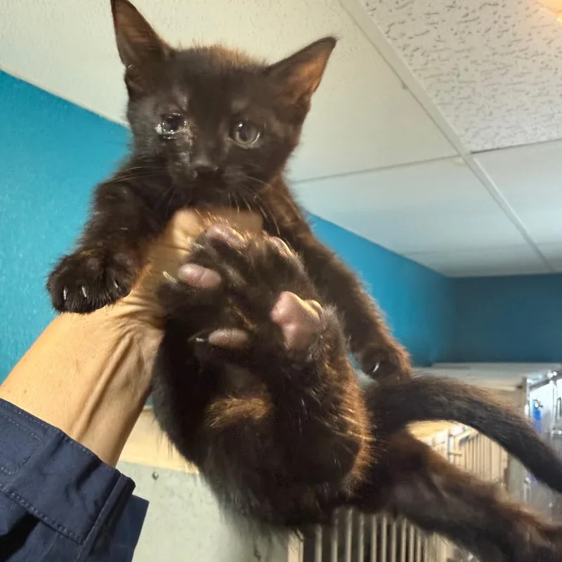 A baby small-sized female Black Domestic Short Hair cat named Boo Berry for adoption in Wahiawa, HI