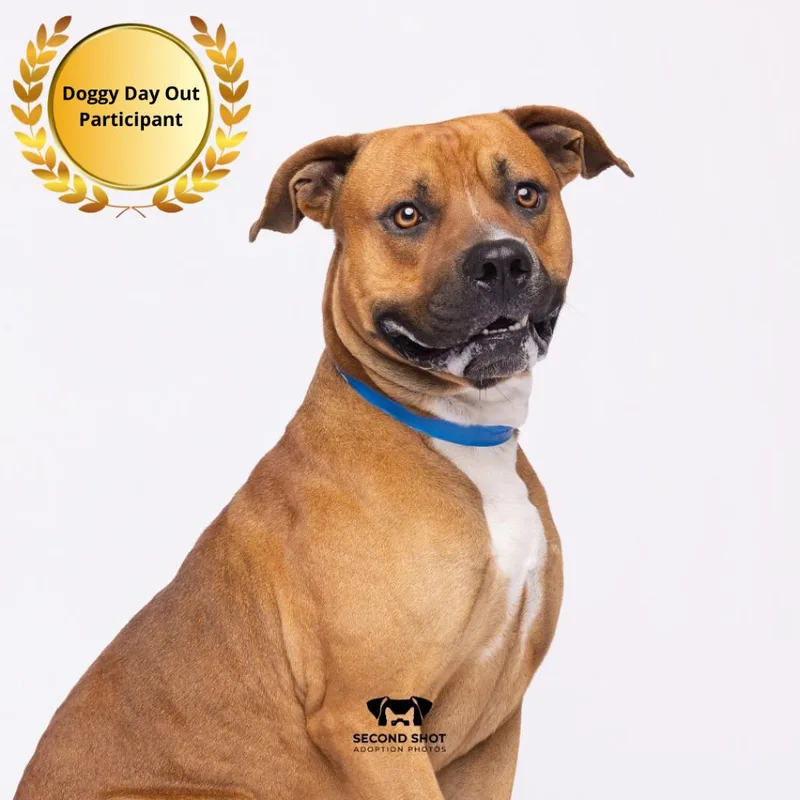 An adult large-sized male Brown / Chocolate Terrier dog named Joe for adoption in Tampa, FL