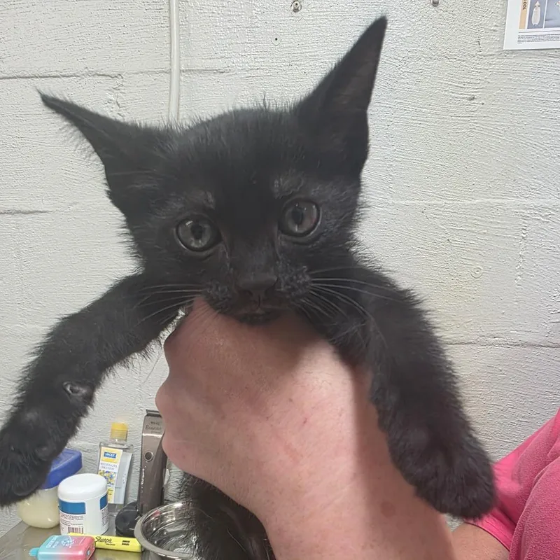 A baby small-sized male Black Domestic Short Hair cat named Panther for adoption in Clanton, AL