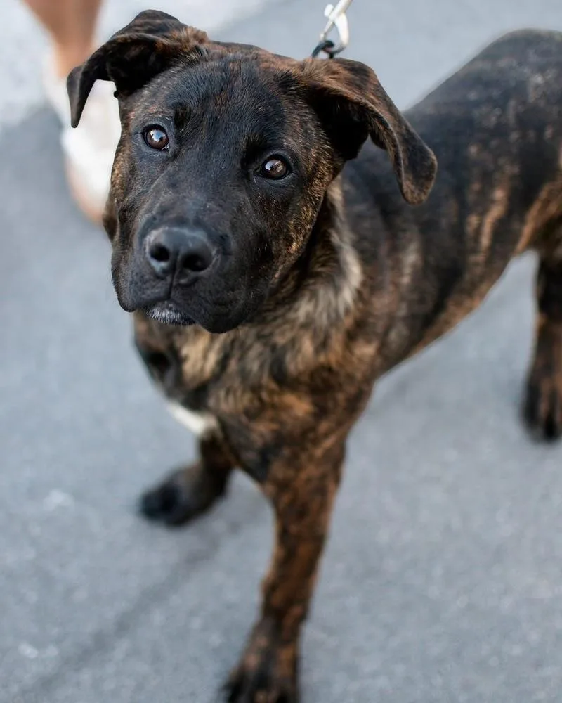 A baby large-sized male Brindle Mixed Breed dog named Murphy for adoption in Frankfort, NY