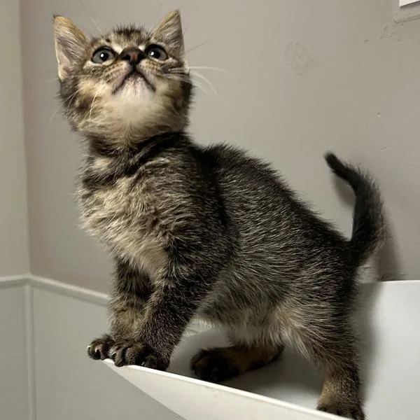 A baby medium-sized male Domestic Short Hair cat named King Tut for adoption in Dublin, CA