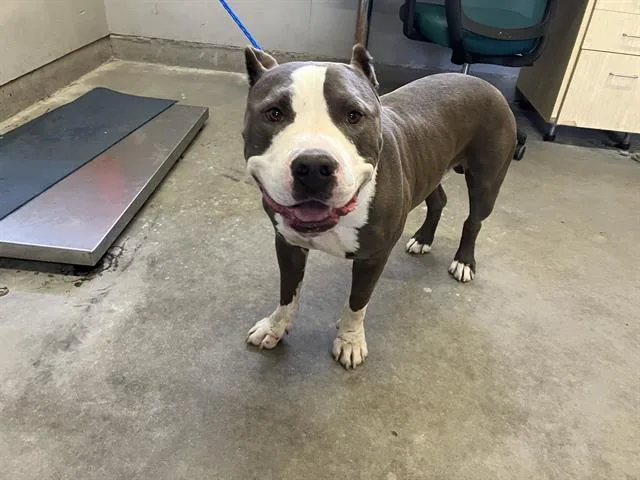 A young extra large-sized male Pit Bull Terrier dog named A for adoption in Camarillo, CA