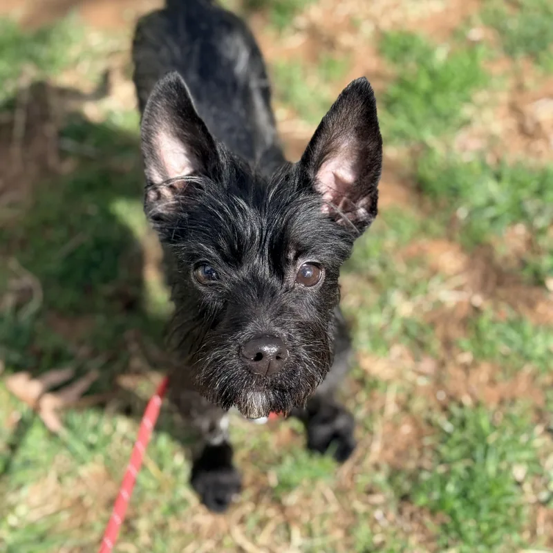A young small-sized female Black Terrier dog named Tiki for adoption in Columbia, MD