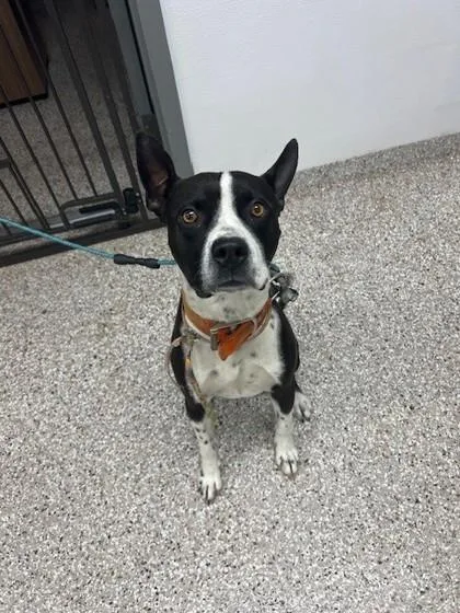 An adult large-sized male Mixed Breed dog named Nelson for adoption in Gastonia, NC