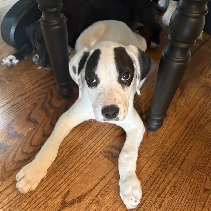 ALPHARETTA Rick