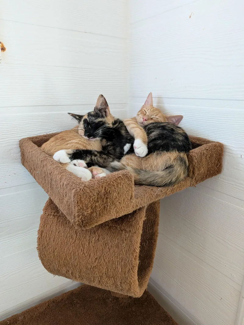 A young medium-sized male Calico Domestic Short Hair cat named Kiwi and Tangerine for adoption in Melbourne, FL